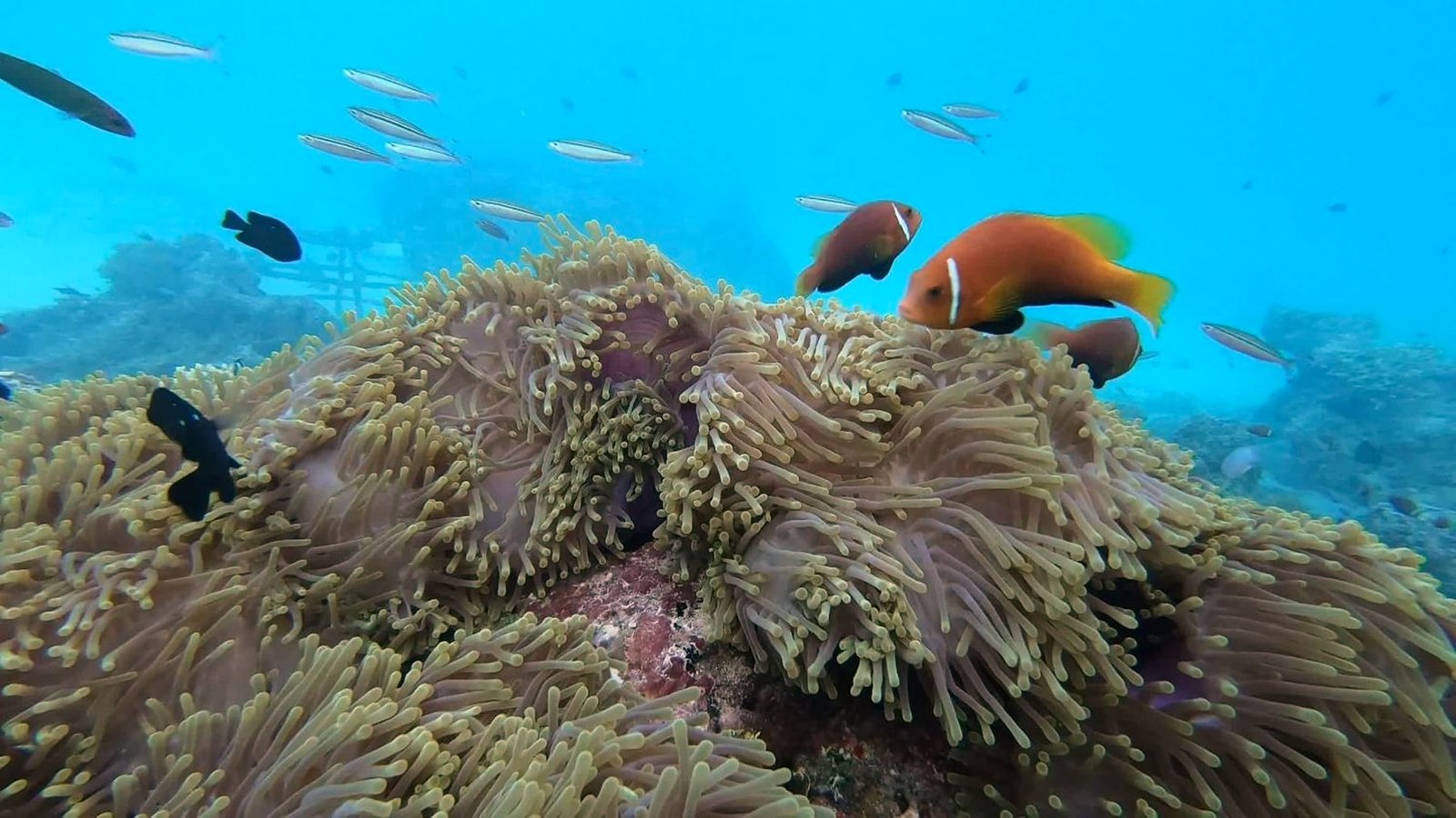 A sea anemone colony with Maldives clownfish on the reef off Dhangethi